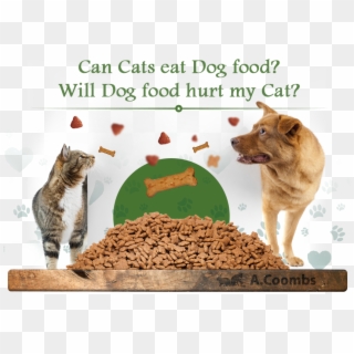 Can Cats Eat Dog Food Will Dog Food Hurt My Cat - Dog Cat Background, HD Png Download