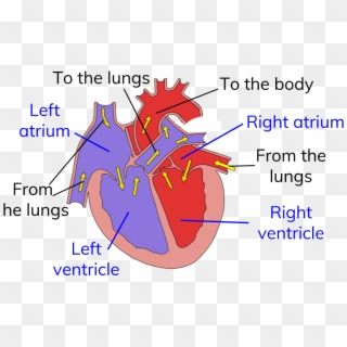 Circuit Heart Png - Circulatory System With Diagram, Transparent Png