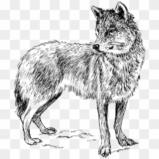 Free Vector Wolf - Real Animal Colouring Pages, HD Png Download