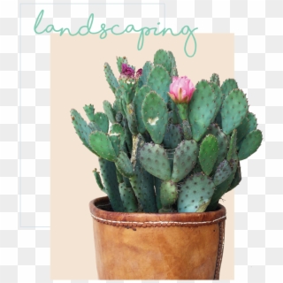 Landscaping Plants Png - Eastern Prickly Pear, Transparent Png