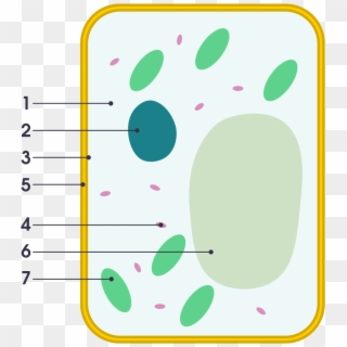 Simple Diagram Of Plant Cell - Simple Plant Cell Labeled, HD Png Download