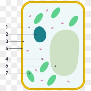 Simple Diagram Of Plant Cell Simple Plant Cell Labeled Hd Png Download Plant Cell Png Transparent Png Download 5764505 Pngfind