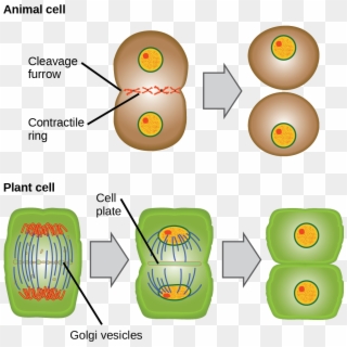 Cytokinesis Drawing Animal Cell Diagram - Telophase And Cytokinesis In Animal Cells, HD Png Download