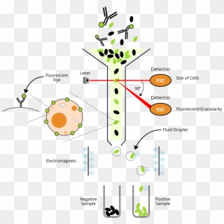 Plant Cell Flow Chart And Animal Cytometry Fundamental - Facs, HD Png Download
