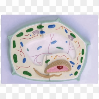 Plant Cell Model ,2000x,for School Teaching - Pig, HD Png Download