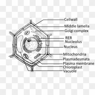 Nso Science Olympiad Sof Class Questions Of - Plant Cell Class 9, HD Png Download