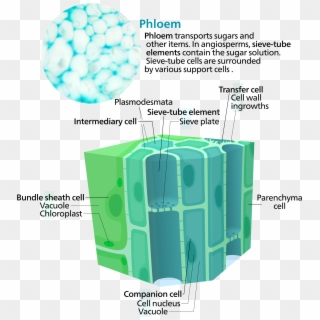 Phloem Cells - - Two Functions Of Phloem, HD Png Download
