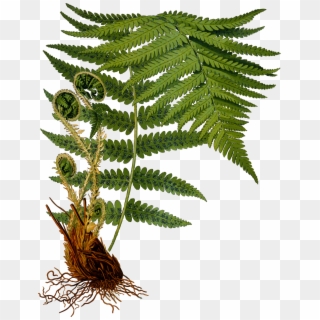 Image Download Male Fern Detailed By Firkin From A - Dryopteris Filix Mas, HD Png Download