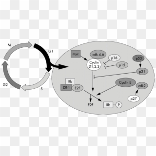 Schematic Representation Of A Molecular Networking - Cell Cycle P27, HD Png Download