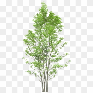Tree Trees Png Download Free - Tree Png, Transparent Png