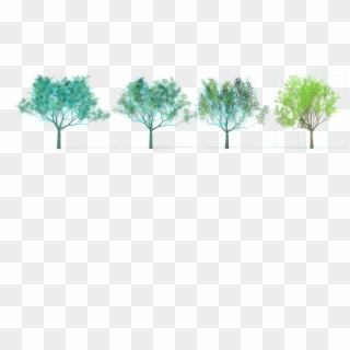 6 Eucalyptus Crebra Tree Royalty-free 3d Model - Mexican Pinyon, HD Png Download