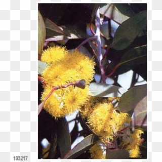 Alpine Snow Gum Eucalyptus - Banksia, HD Png Download