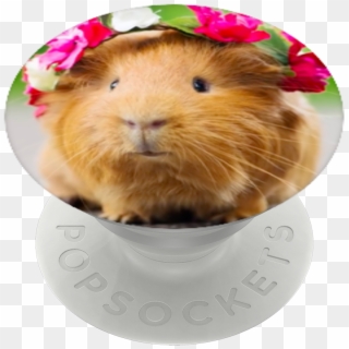 Aspca, Popsockets, HD Png Download