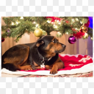 Holiday Hazards Part 1 Of - Companion Dog, HD Png Download