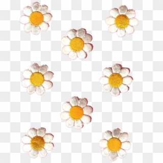 Daisies Transparent Transparent My Editdaisies Tumblr - Daisy Family, HD Png Download