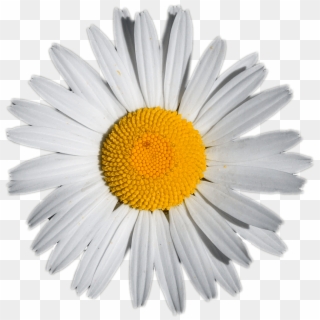 Daisy, HD Png Download