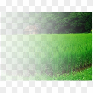 Cotton - Paddy Field, HD Png Download