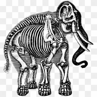 This Free Icons Png Design Of Elephant Skeleton, Transparent Png