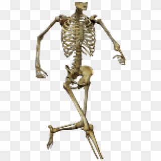 Human Skeleton Png, Transparent Png