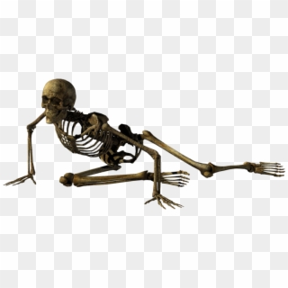 Skeleton - Sitting Skeleton Png, Transparent Png
