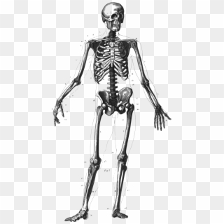 Human Clipart Human Skeleton - Many Bones In Human Body, HD Png Download