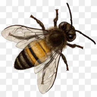 Bee Png Image With Transparent Background - Bourdon Terrestre, Png Download