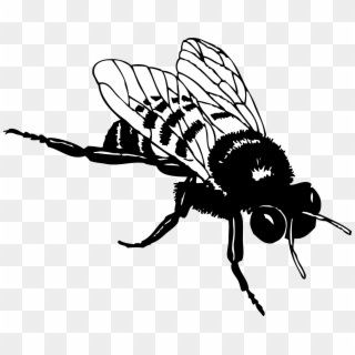 Bee Png Clipart - Clipart Black And White Bee, Transparent Png