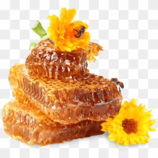 600 X 574 30 - Honey And Bee Png, Transparent Png