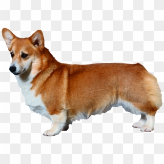 Doge Png Transparent For Free Download Pngfind - doge legs roblox