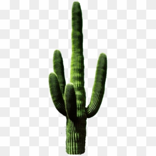 Free Png Download Cactus Png 11 Png Images Background - Transparent Cactus Png, Png Download