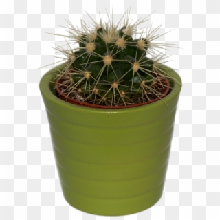 Cactus, Plant, Png, Isolated, Prickly, Green, Spur - Cactus, Transparent Png