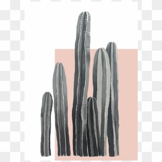 Black And White Cactus - San Pedro Cactus, HD Png Download