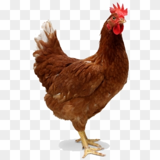 Red Single Chicken Png Image - Chicken Of The Sea Meme, Transparent Png