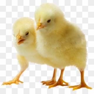 Baby Chicken Png Photo - Baby Chicken, Transparent Png