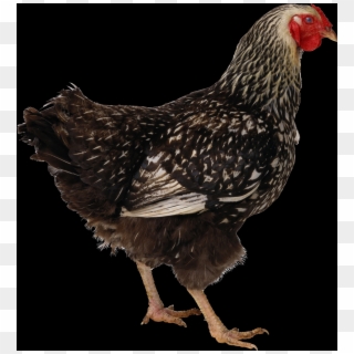 Free Chicken Png Images - Chicken Transparent, Png Download