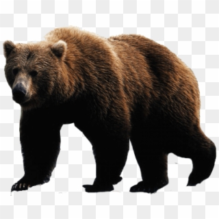 Brown Bear Png Image - Bear Png, Transparent Png