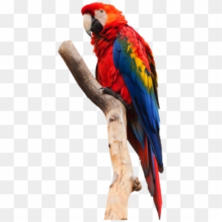 Free Png Images - Bird With No Background, Transparent Png