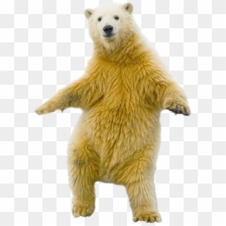 Download Polar Bear Png Transparent Images Transparent - Funny Polar Bear Transparent, Png Download