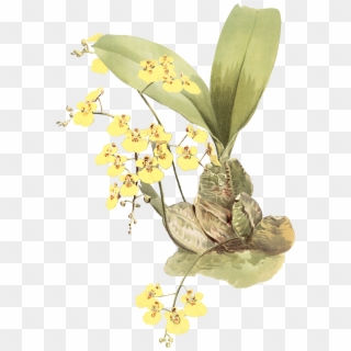 Yellow Flower Printable - Acianthera Luteola, HD Png Download