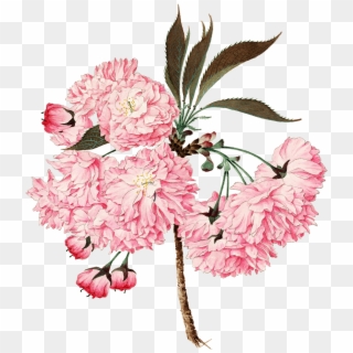 Cherry Blossom Printable - Isabel Kranz Sprechende Blumen, HD Png Download