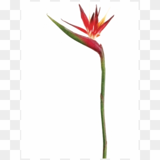 37 Bird Of Paradise Spray Red Orange - Ave Del Paraiso Flor Roja, HD Png Download