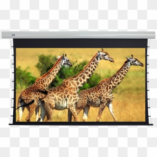 Acoustically Transparent Screens - Giraffe Spots, HD Png Download