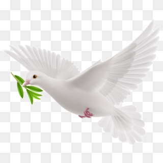 Peace Dove - Flying White Pigeon Png, Transparent Png