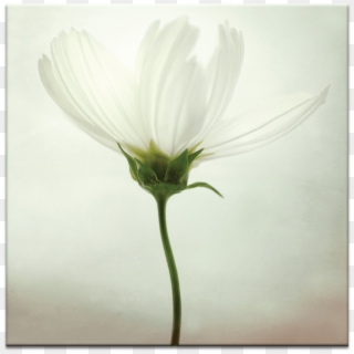 White Cosmos - Oxeye Daisy, HD Png Download