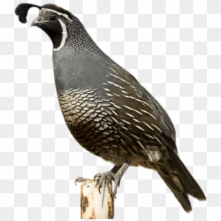 California Quail - Quail, HD Png Download