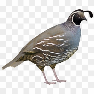 Quail Png Images - Zoo Tycoon 2 Rock Partridge, Transparent Png