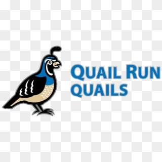 About Quail Run - Quail Run Elementary School Mascot, HD Png Download