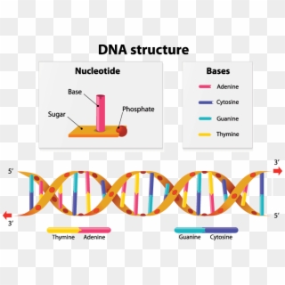 A Diagram Showing The Structure Of Dna - Nucleotide Base Dna Structure, HD Png Download