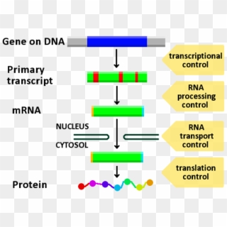 Gene Expression Control - Gene Expression, HD Png Download