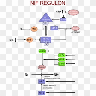 Nif Genes In Nitrogen Fixation, HD Png Download